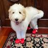 Silicone Dog Boots Waterproof Anti-Slip Pet Shoes 2pcs Paw Protectors All Weather Cute Dog Walking Shoes