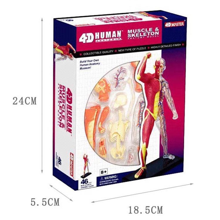 4D Human Anatomy Model: Muscles, Blood Vessels & Skeleton