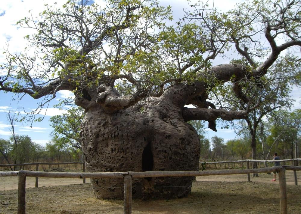 SAFLAX Pěstební sada - Baobab africký - 6 semen - S mini skleníkem, pěstebním substrátem a 2 květináči - Adansonia digitata
