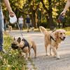 Fleksibel Hundesnor Holdbar Træksnor til Hund Robust Konstruktion Automatisk Kæledyrssnor Daglig Tur