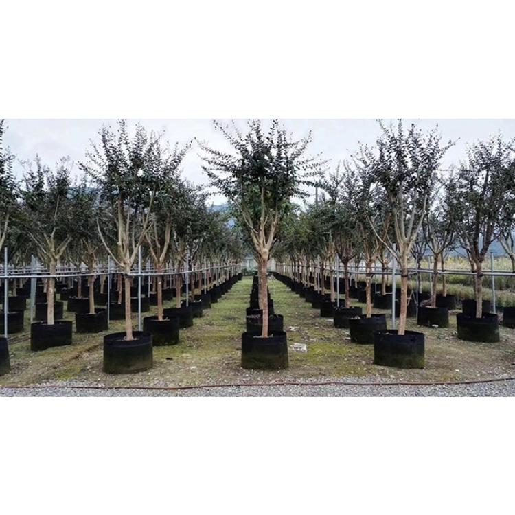 Nonwoven Fabric Grow Bags Garden Plant Pots with Handle Nonwoven Texture Suitable for Growth of Vegetables and Flowers