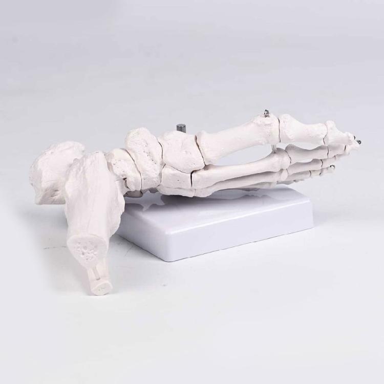 Realistic Human Foot Bone Model Teaching Aids For Enhanced Learning In Anatomy Classes And Clinical Skeletal Detail