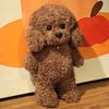 35CM New Cute Teddy Dog Plush Toys Stuffed Dress Animal Soft Lifelike Brown Dog Dolls Cartoon Plushies Girl Birthday Gifts Decor
