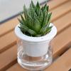 Automatic Water Absorbing Transparent Pot Creative Round Office Desktop Green Plant Hydroponic