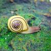 Kids' Educational Snail Garden Models & Miniature Landscape Ornaments