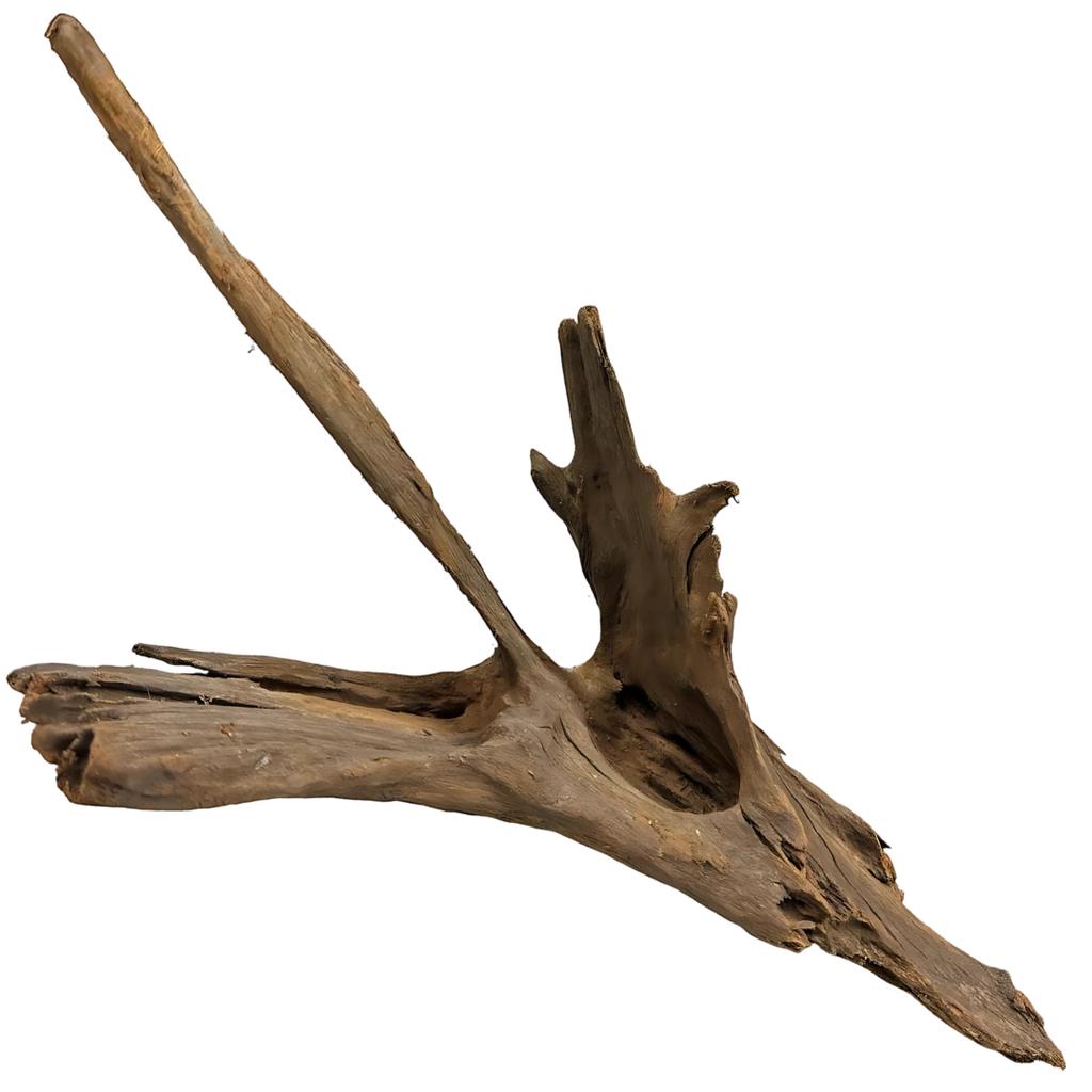 Korzeń mangrowca 20-35 cm