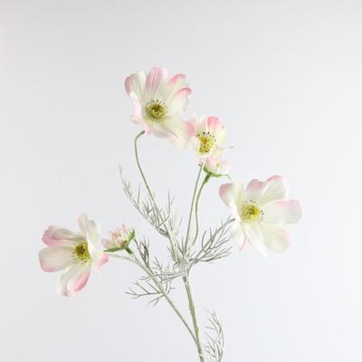Cosmos Madeliefje Bloem Bloem Woonkamer Decoratie Plant Boeket