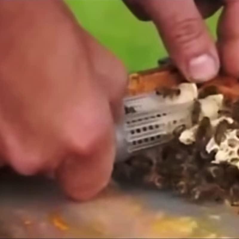 

Bee Queen Cage Rearing Cup 20 Sets Beekeeping Equipment Insects Tools