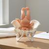 Postpartum Bekken Lesmodel Revalidatietraining Mini Heupstructuur Hands-on Leren