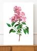 Poster Flower Lilac Plant Vintage