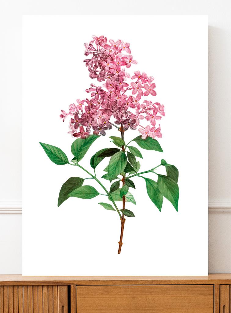 Poster Flower Lilac Plant Vintage