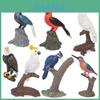 Realistic Bird Model Pvc Owls Eagles Parrots And Woodpeckers For Childrens Educational Decor
