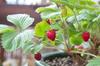 Ecological seed dressing for seeds, natural, rich composition, Power Seed, 5g