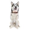 Pet Navigation Tracking Device With Multiple Networking Compatibility And Real Time Location Updates For Active Children