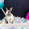 Rabbit Litter Box Bunny Potty Training Toilet for Small Pets with Heightened Fence Anti-Splash Design Large Activity Space Fixed