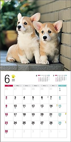 Calendar 2024 Corgi galez (Calendarul Seibundo Shinkosha)