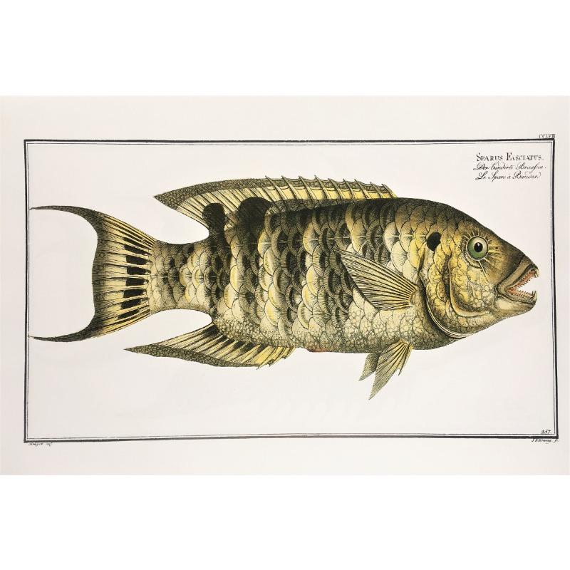 Vintage Freshwater Saltwater Fish Illustration Posters and Prints Canvas Printing Wall Art Picture for Living Room Home Decor