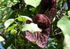SAFLAX Dutchman's Pipe - 80 Seeds - Aristolochia Littoralis