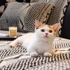 Anti Cat Scratch Autumn And Winter Sofa Cushion Thickened Fixed Non Slip One-Piece Sofa Cover Cloth Simple And Comfortable