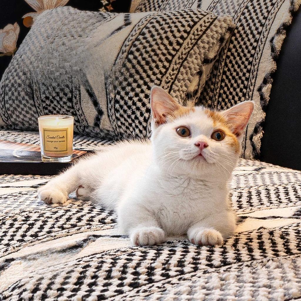 Anti Cat Scratch Autumn And Winter Sofa Cushion Thickened Fixed Non Slip One-Piece Sofa Cover Cloth Simple And Comfortable