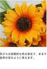 Desikaky Artificial Flowers Sunflower Silk Flower Bouquet 5 Heads 5 Pieces Artificial Potted Plant Bouquet Never Withers Flowers No Care Required