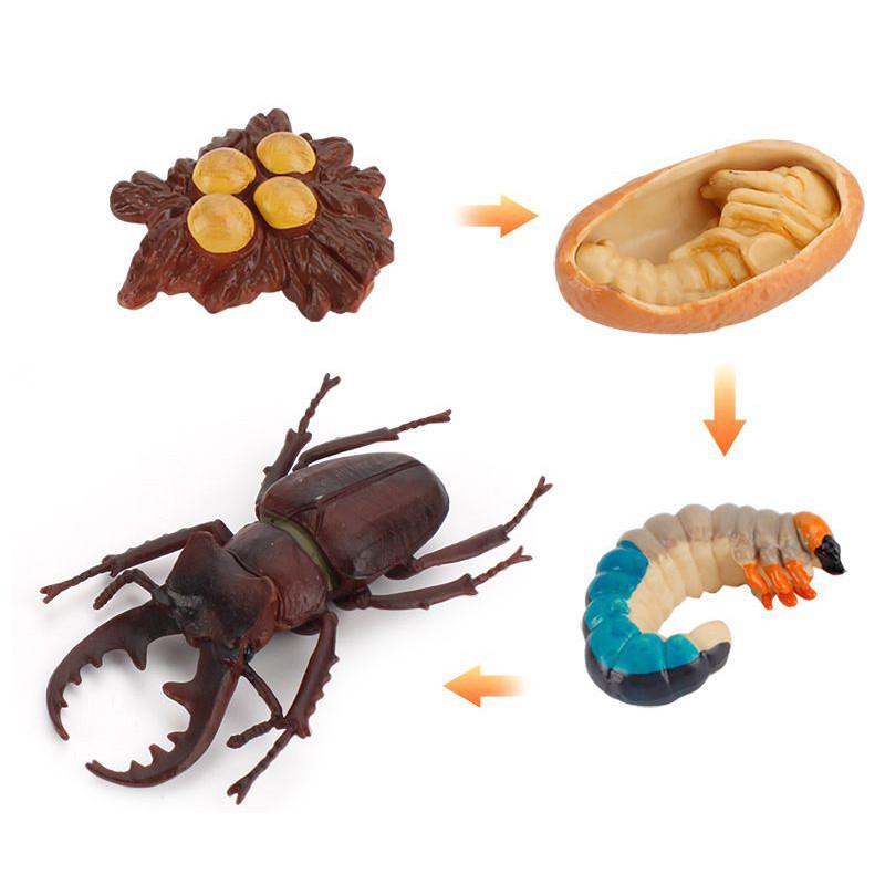 Enchanting Simulation Solid Turtle Chick Frog Animal Growth Cycle Montessori Teaching Aids For Unique Gifts And Decorative Accents