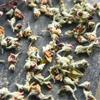 Apple Blossom Rose Herbal Tea Caffeine Free Vegan Organic Dried Flowers Loose Leaf