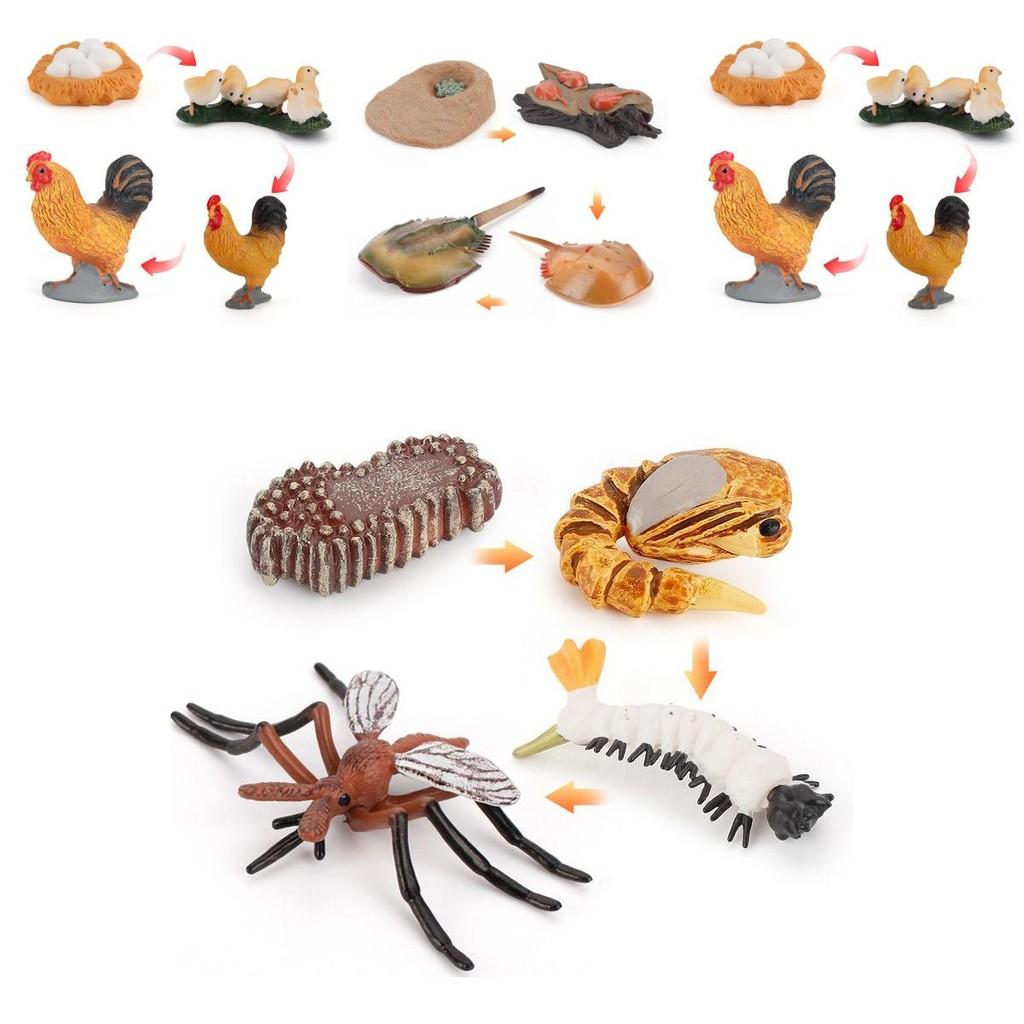 Charming Simulation Solid Turtle Chick Frog Animal Growth Cycle Montessori Teaching Aids For Educational Fun And Collectible Decor