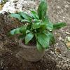 Rat Prevention Plant Root Protection Cover Protective Mesh Bag  Flower Bulbs Protection