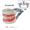 Model Dentar Cu 24/28/32 Dinți Cu Șurub Model de Dinte Pentru Training Plombare Demonstrație Instrument Stomatologic Instrumente Practice de Laborator
