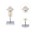 7 Section Cervical Vertebra Model Spine with Nerve Arteries,PVC Human Skeleton for