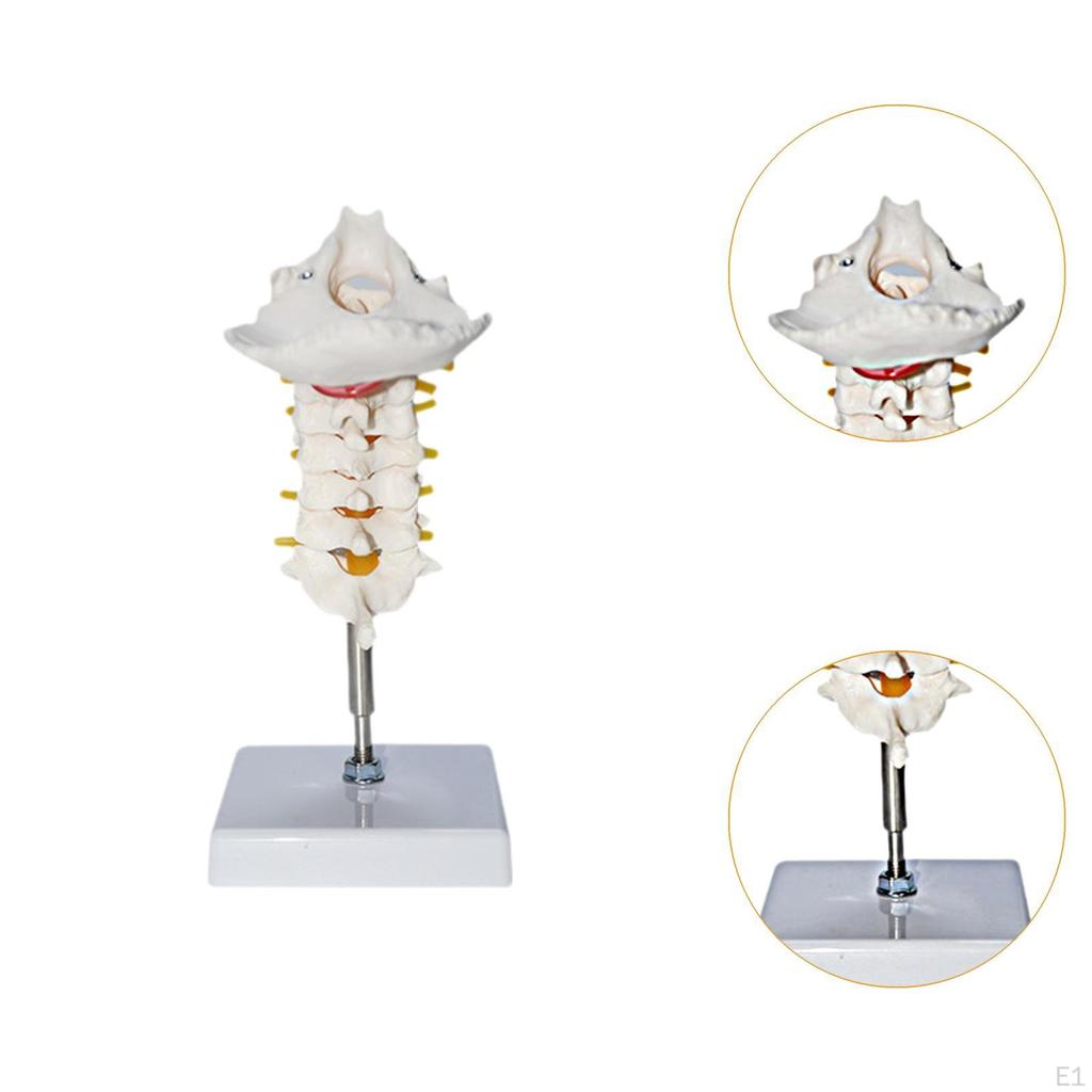 7 Section Cervical Vertebra Model Spine with Nerve Arteries,PVC Human Skeleton for