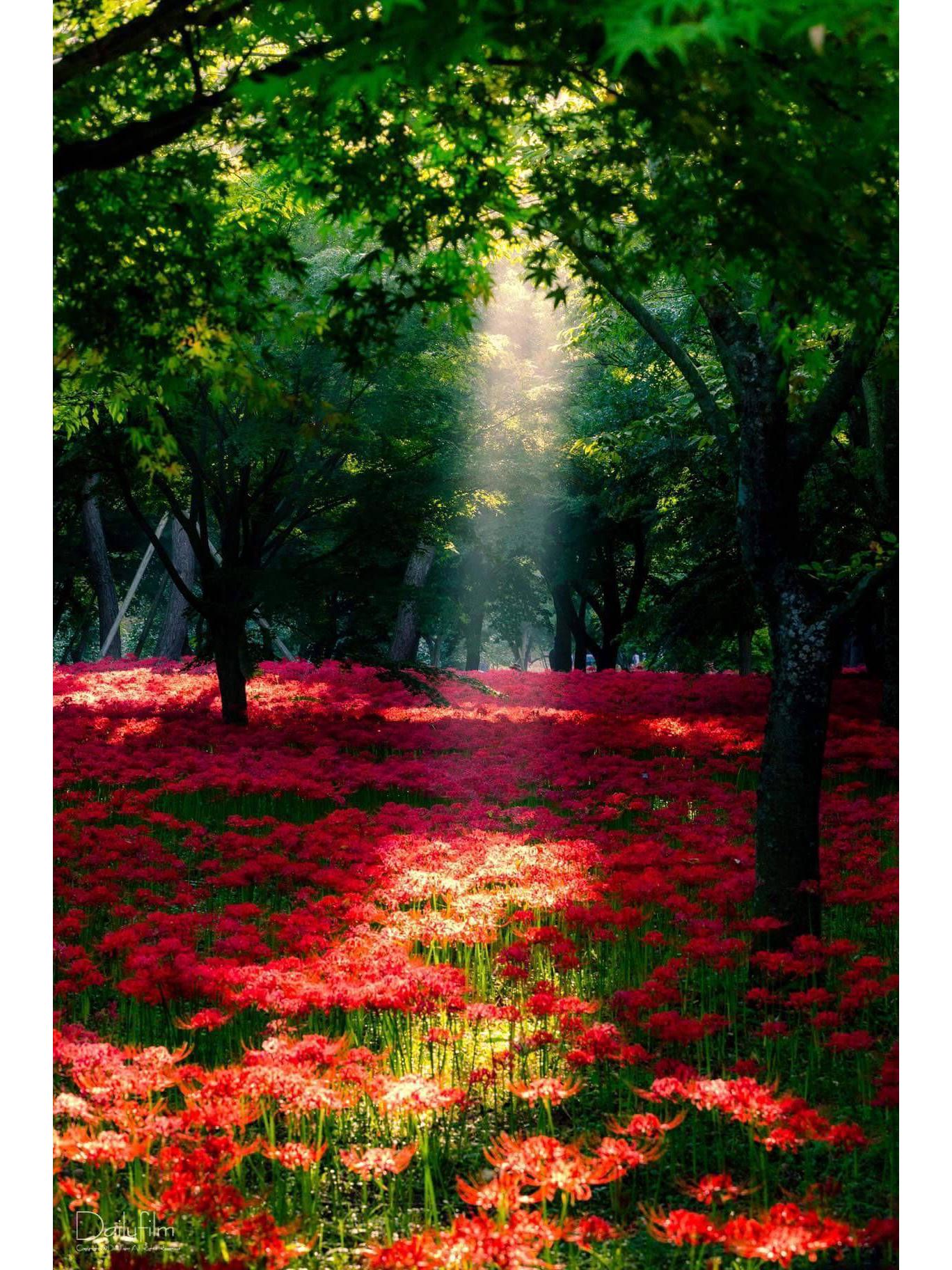 

5D Ручна робота Квітковий Пейзаж Повна Викладка Алмазна Мозаїка для Декору Вітальні та Спальні