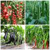 Fertilizzante per Piante da Giardino e Fattoria 20ml Necessario per la Crescita delle Piante 920 Regolatore di Crescita per Piante Utile Accessorio per Giardinieri