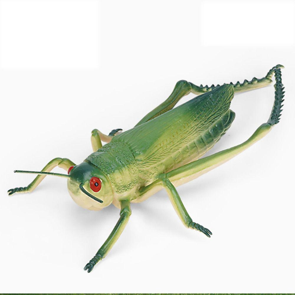 Cricket Simulated Insect Model Spiders Simulation Wildlife Model Science Toy   Children Gifts