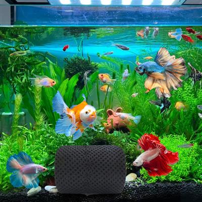 Betta Fish Tunnel Fish Tank Cave with Suction Cup Plastic Fish Hide Hollow Betta Fish