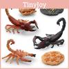 Realistic Scorpion Life Cycle Model Set Of Four Detailed Pvc Insect Figurines