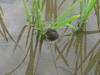 Nakashima Rice Goitsu Boshi Rice Meister Kumamoto Premium Pesticide-Free Hinohikari Reiwa 7th Year Harvest Brown Rice 2kg