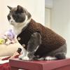 Cat Solid Waistcoat Autumn Winter Dog Warm Lamb Wool Waistcoat Thick Cotton Coat Two Foot Coat Pet Cotton Vset Small Medium Cat