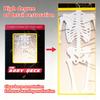 Human Skeleton Knowledge Poker Cards, Transparent PVC Waterproof Cards, Educational Gifts and Collectibles for Medical Students