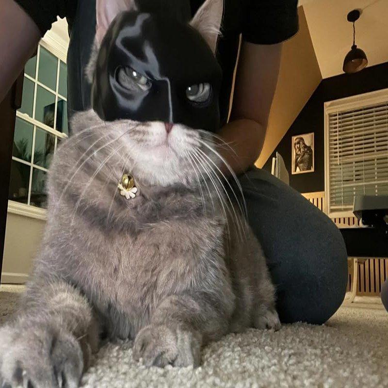 Black Catwoman Cat Mask Halloween Pet Headdress Decoration Plastic Material