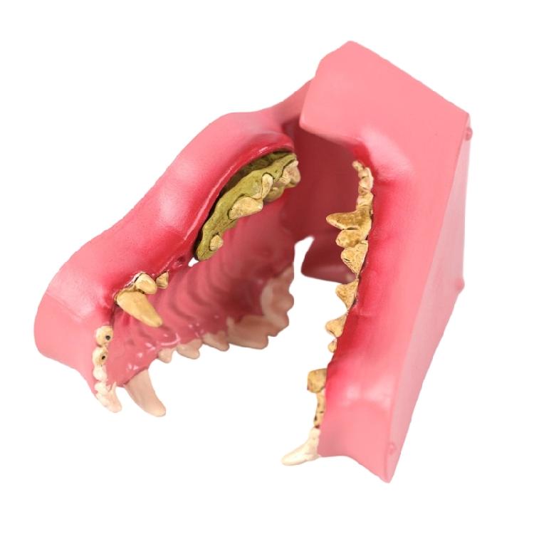 

Accurate Scale Canine Teeth Model for Veterinary Anatomy Lessons Boosting Learning Efficiency Using PVC Construction 1