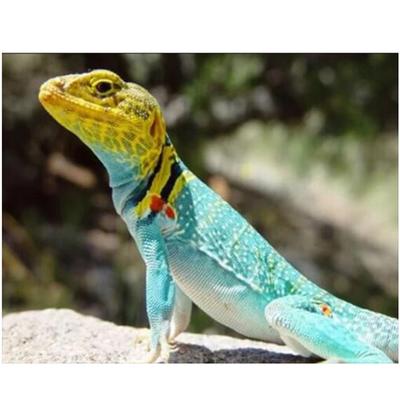 Full 5D Diy Diamond Painting Chameleon Ainimal Embroidery Cross Stitch Home Decor Handmade Gift