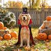 Gotischer Stil Halloween Haustierumhang Verstellbar Rot-Schwarz-Kontrast Haustier Halloween Kostüm Stehkragen Haustierumhang mit Hut Set