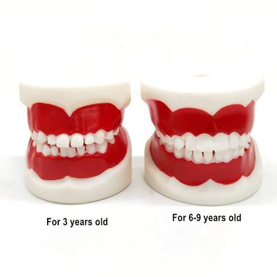 1 vnt. odontologinis mokymo modelis vaikams / standartinis odontologinis vaikų dantų modelis Vaiko dantų dantų modelis Mokymas, studijuojant burnos priežiūrą