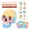 1:2 Anatomy Skull Model Dental Human-Skull Model Model Toys Skull Model  Human Anatomy