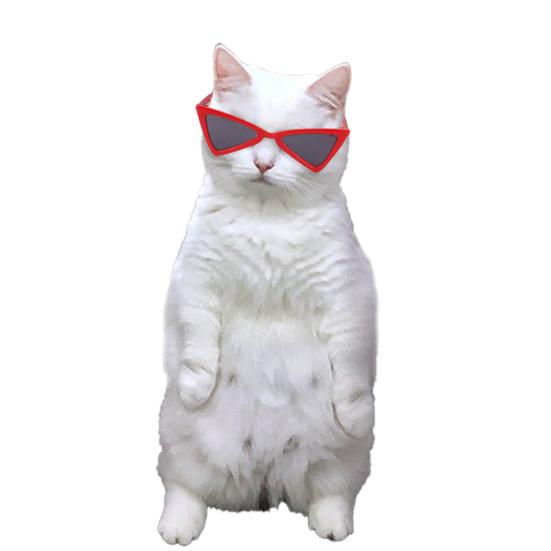 Pet Sunglasses Creative Decorative Portable Stylish Pet Glasses Dress Up Supplies