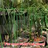 Climbing Plant Support Stakes Tall Plant Support Rin-g Cage for Garden Plant Flower Vegetable