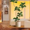 Wabi-Sabi Floor-Standing Luxury Ficus Elastica Plant Ornament In Black Gold for Living Room Entrance