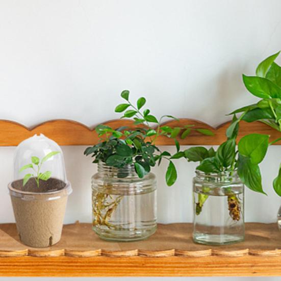 10/20 st plantskolakrukor med fuktkupol Miljövänlig allmänt använd biologiskt nedbrytbar startkrukaplanteringsbehållare